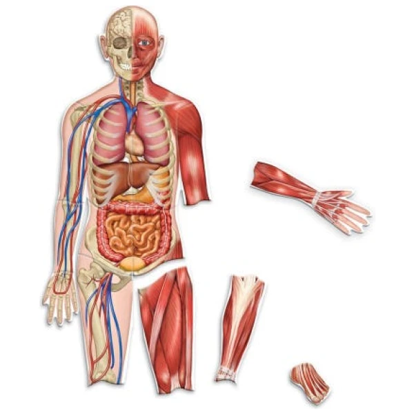 magnetic human body 1