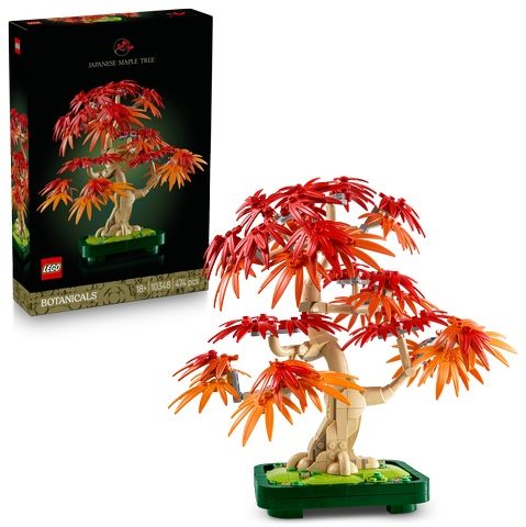 Japanese red maple tree
