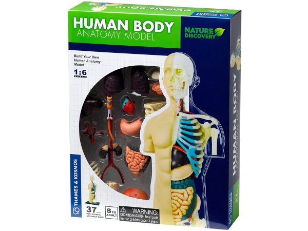 Human Body Anatomy Model