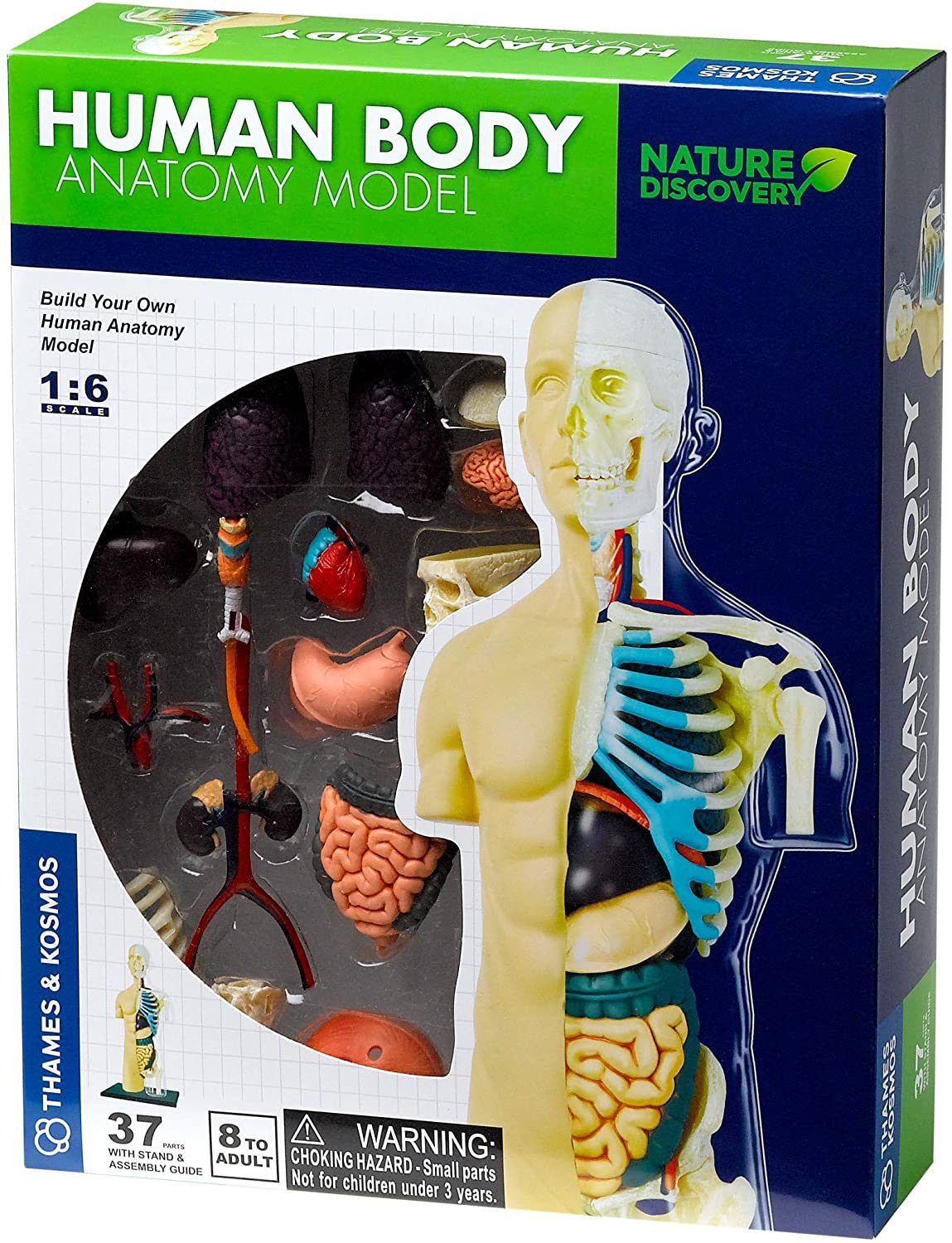 human body anatomy model 1
