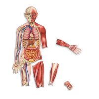 magnetic human body 1
